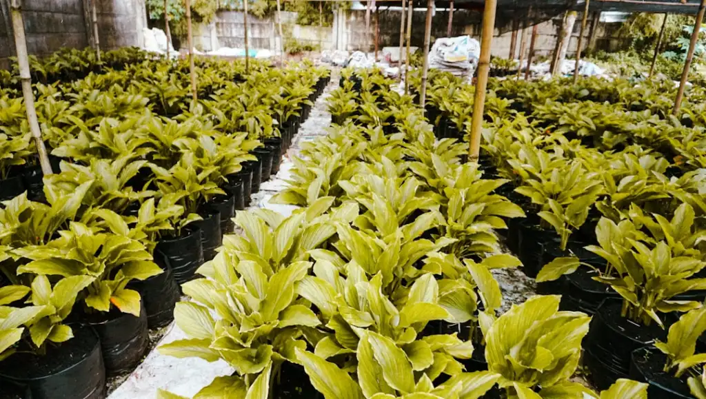 施工电梯与塔吊在高层建筑施工中的协同应用方案